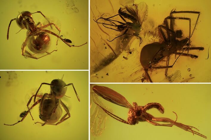 Detailed Fossil Flies, Ant & Spider In Baltic Amber #87248